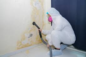  Wilmington, NC Mold Inspection Pros